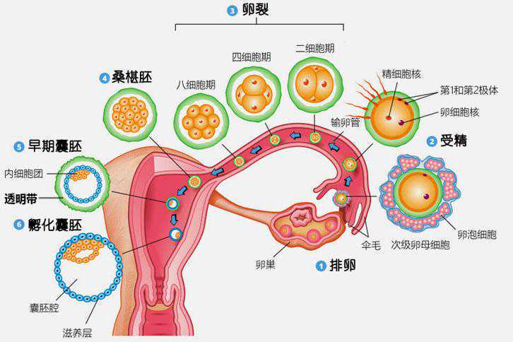 国内正规卵子库申请借卵试管价格多少，附借卵费用明细？,试管助孕中介